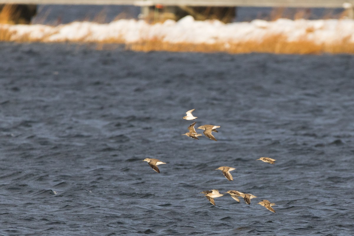 Alpenstrandläufer - ML647114113