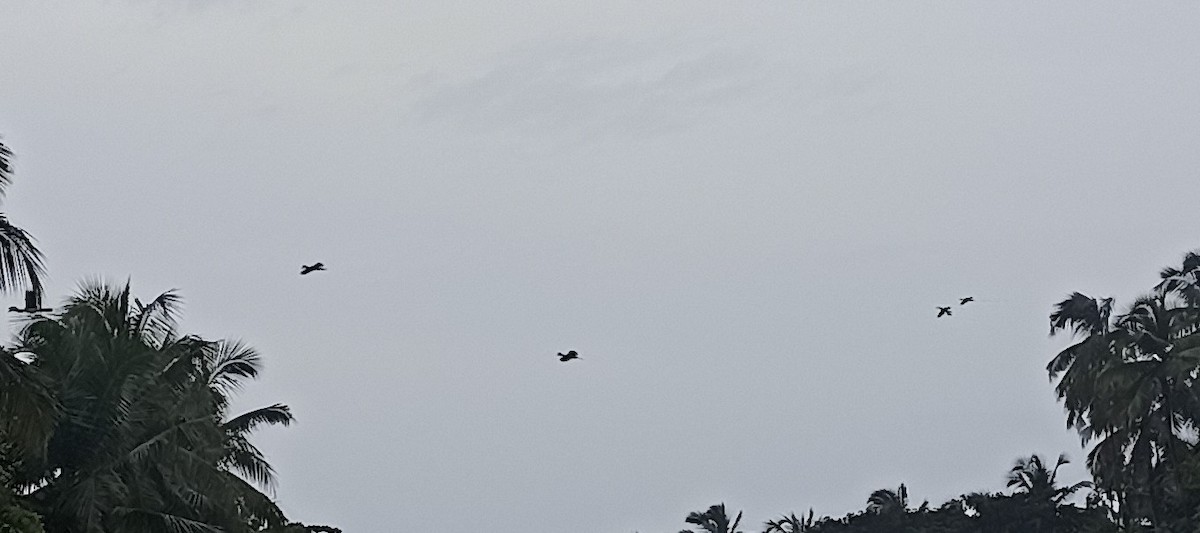 Malabar Pied-Hornbill - ML647114126