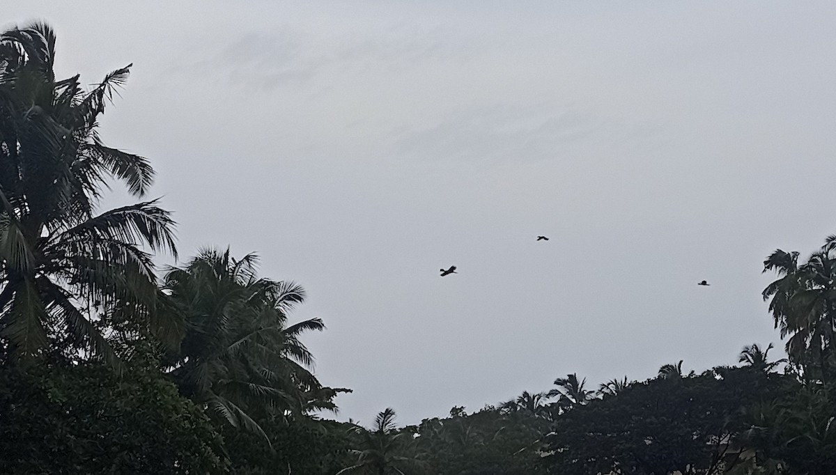 Malabar Pied-Hornbill - ML647114127