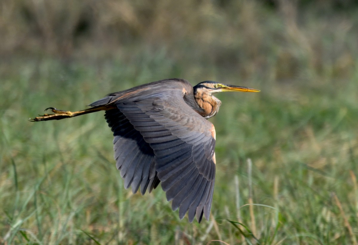 Purple Heron - ML647114134