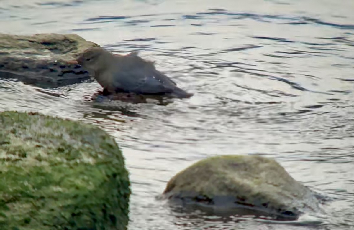 American Dipper - ML647114138