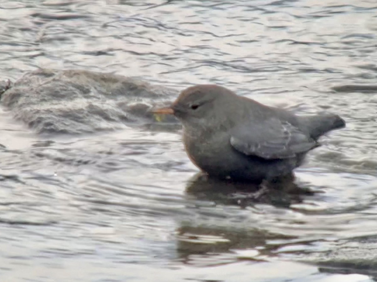 American Dipper - ML647114139