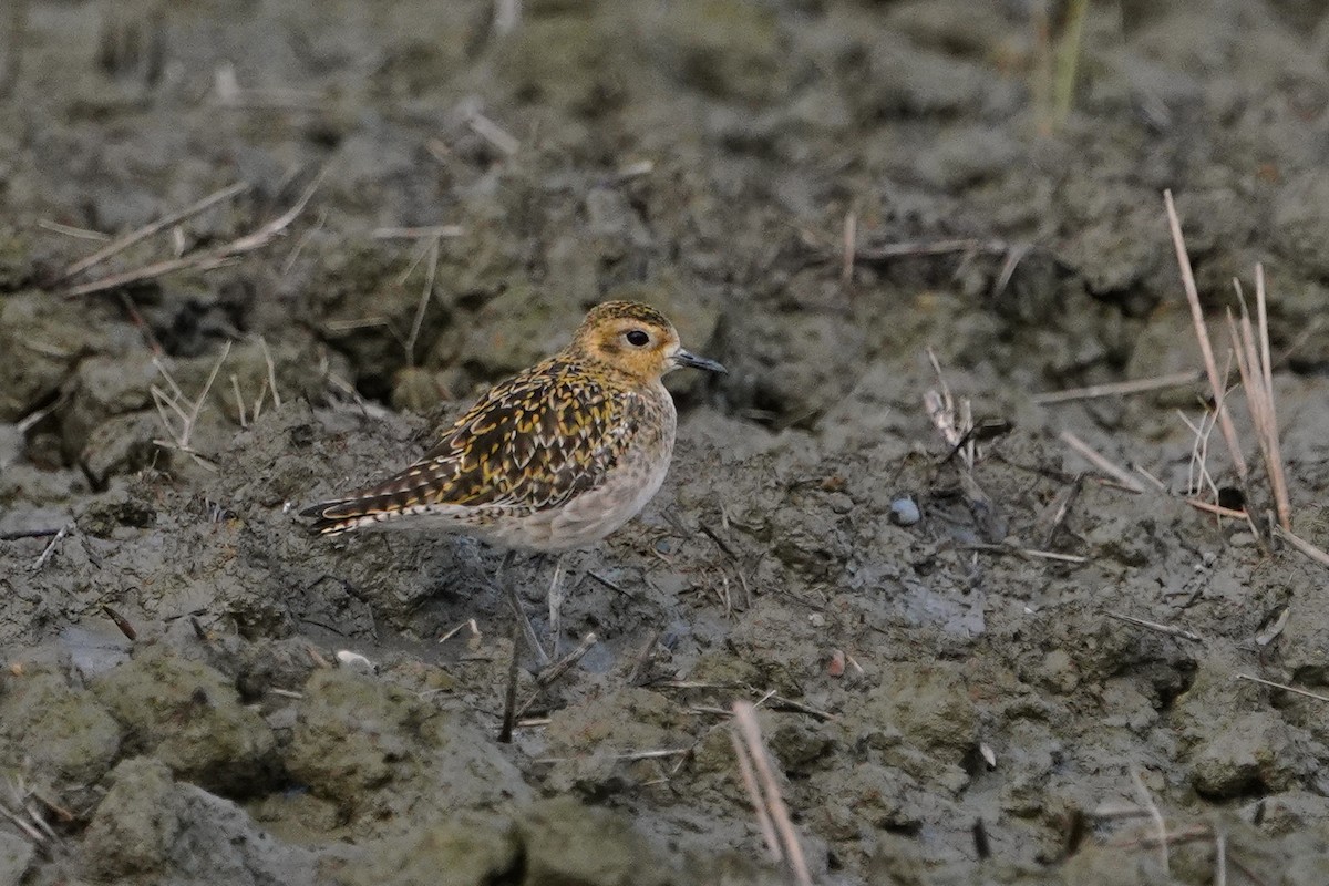 Pacific Golden-Plover - ML647114142