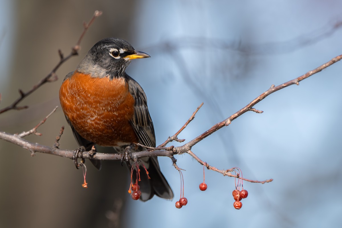 קיכלי נודד - ML647114147