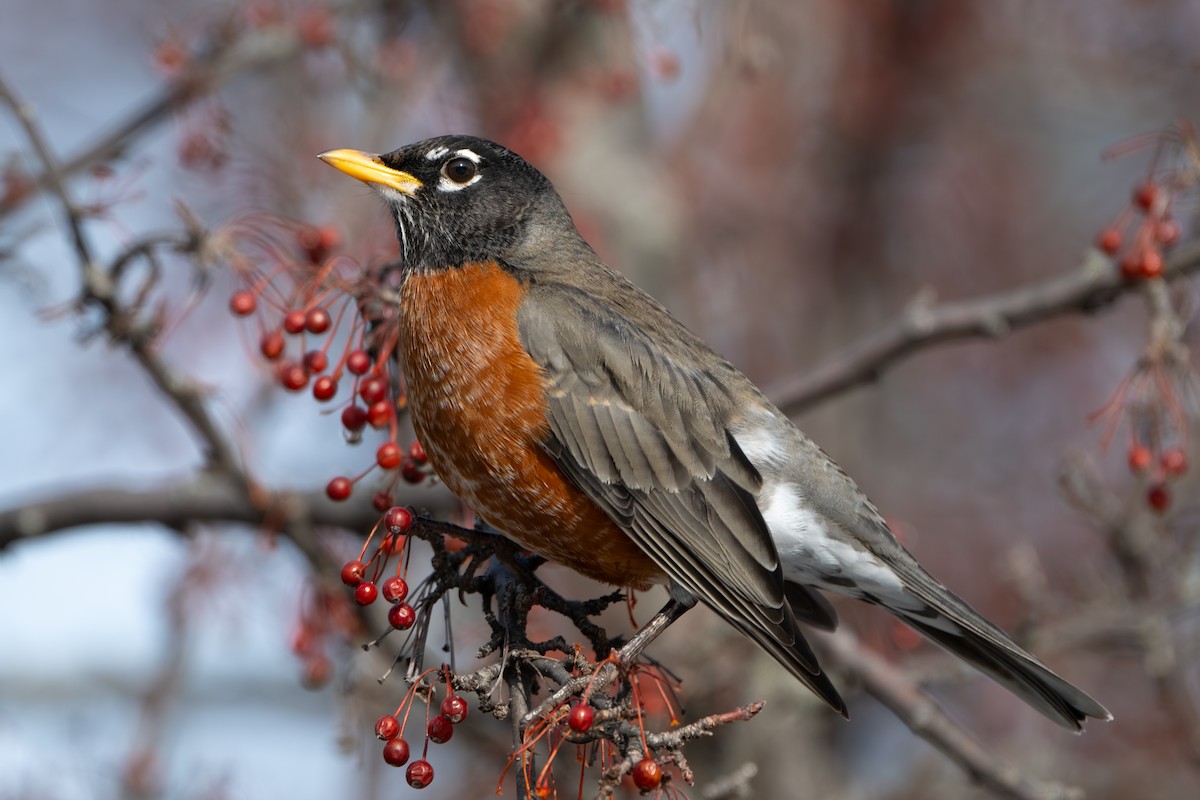 קיכלי נודד - ML647114148