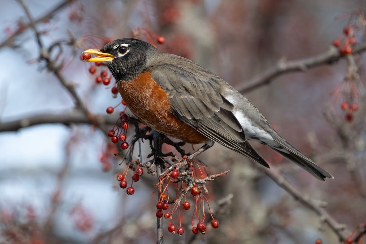 קיכלי נודד - ML647114149