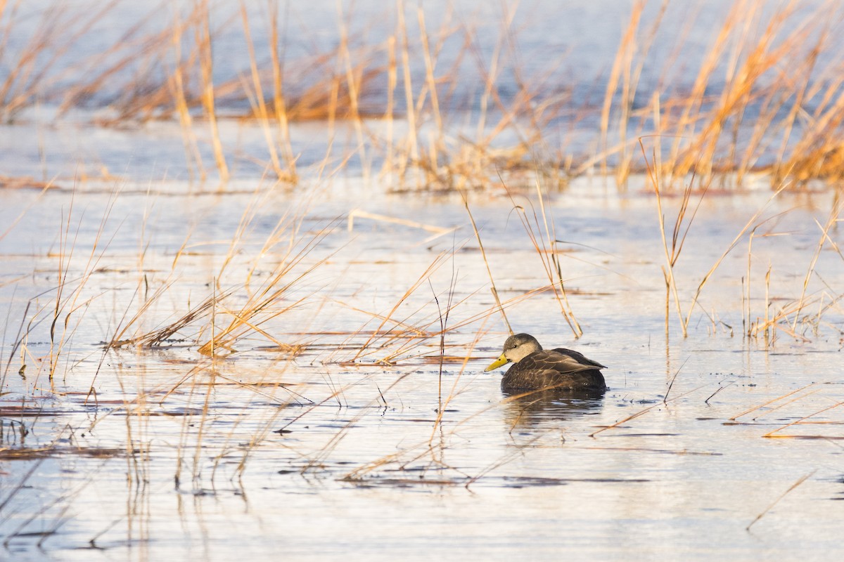 American Black Duck - ML647114153
