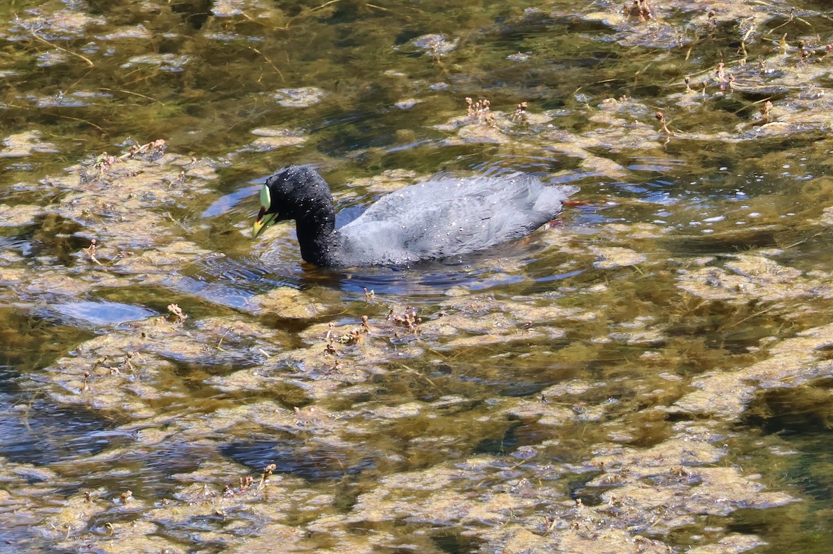 Red-gartered Coot - ML647114156