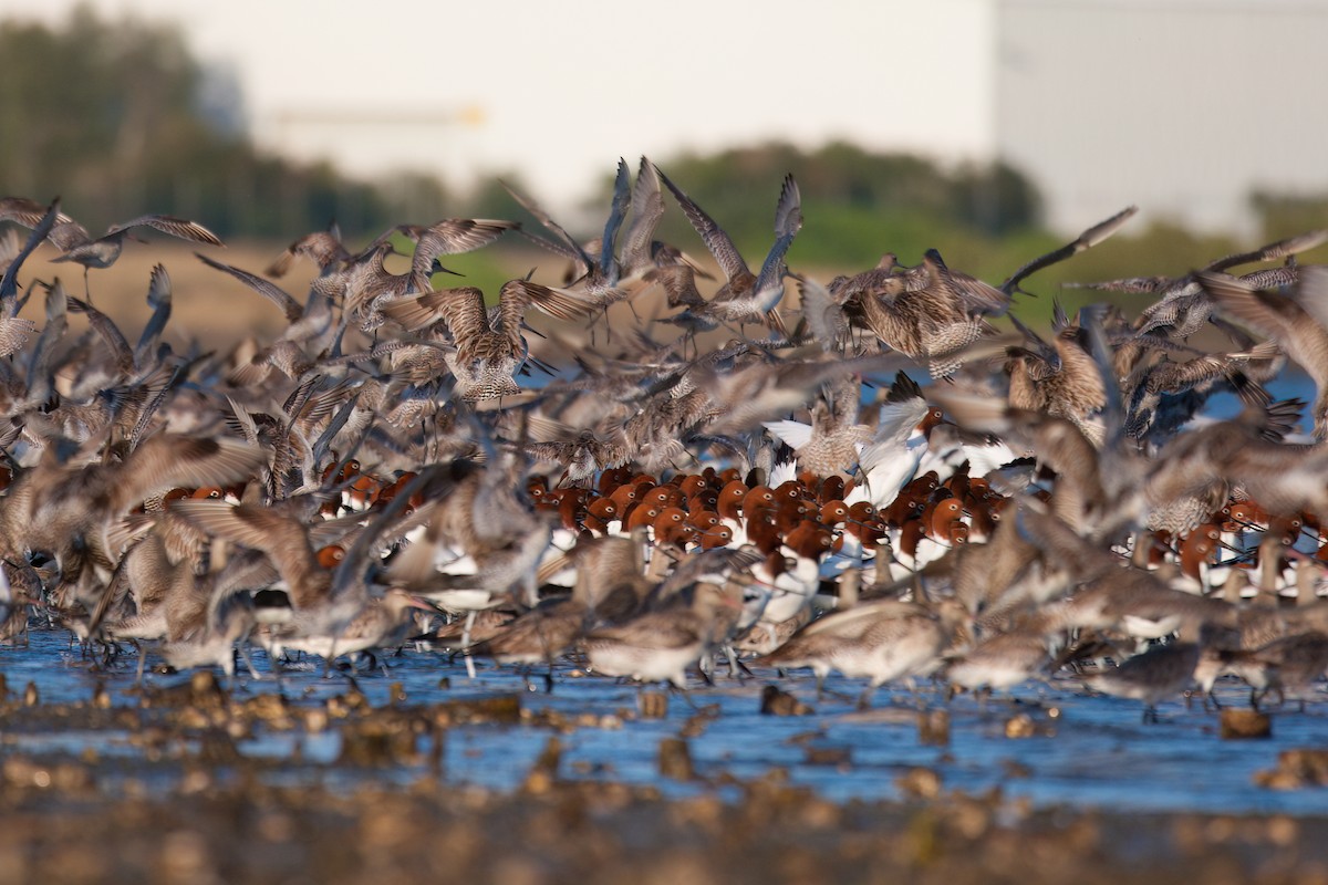 Red-necked Avocet - ML647114160