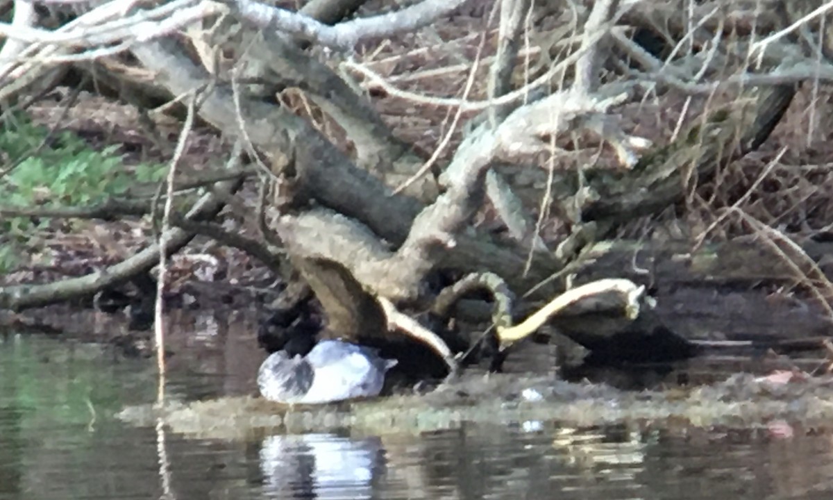 צולל ימי - ML647114165