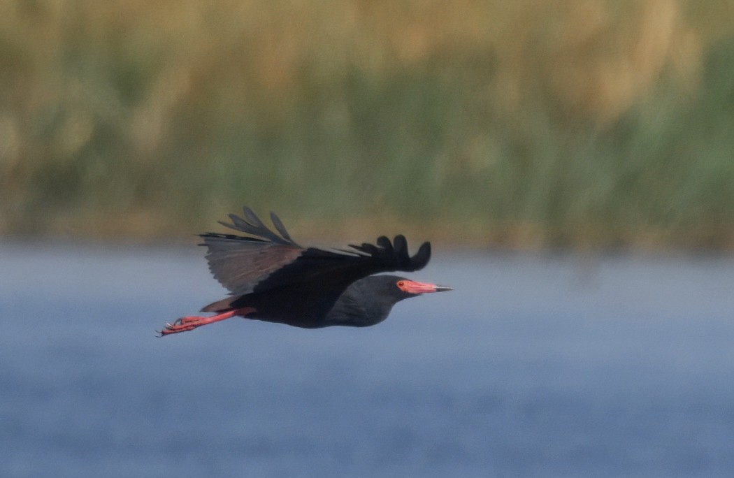 Rufous-bellied Heron - ML647114170