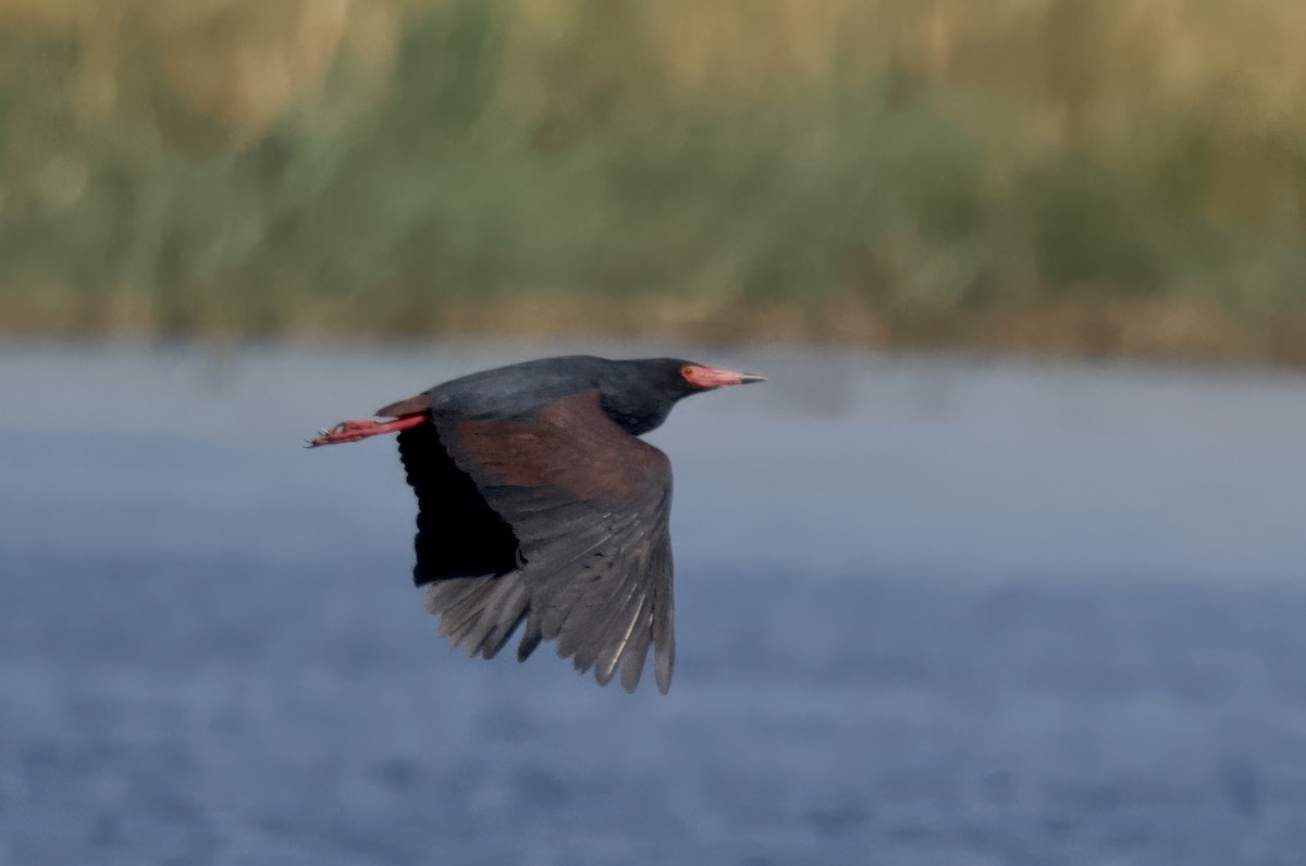 Rufous-bellied Heron - ML647114174