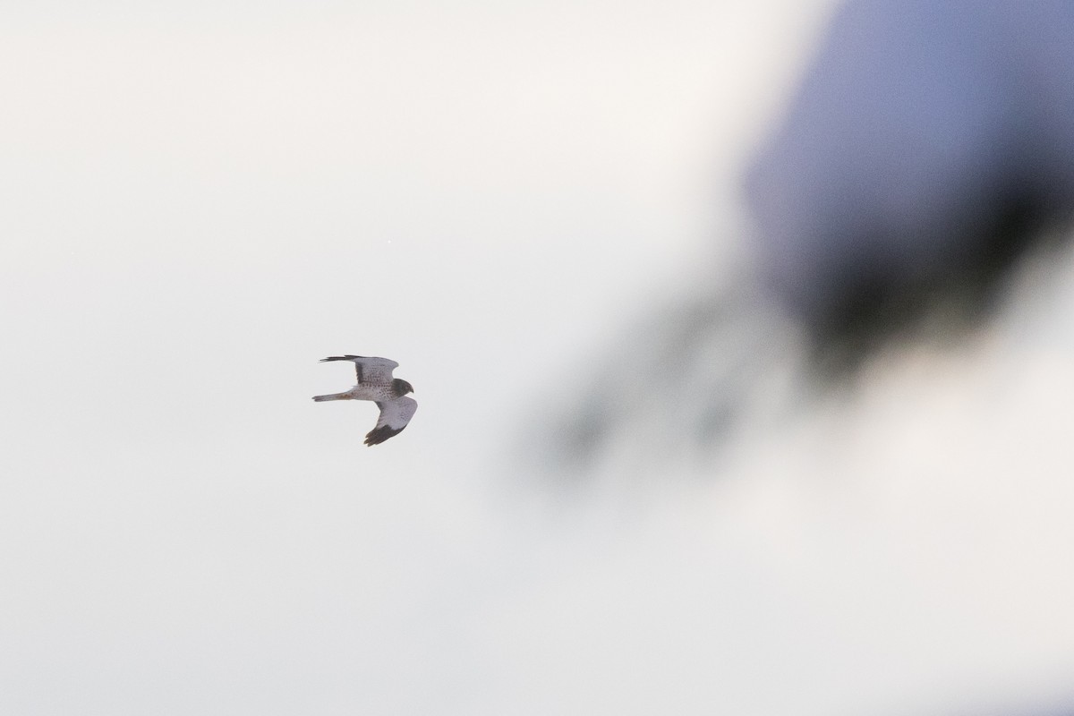 Hudsonweihe - ML647114175