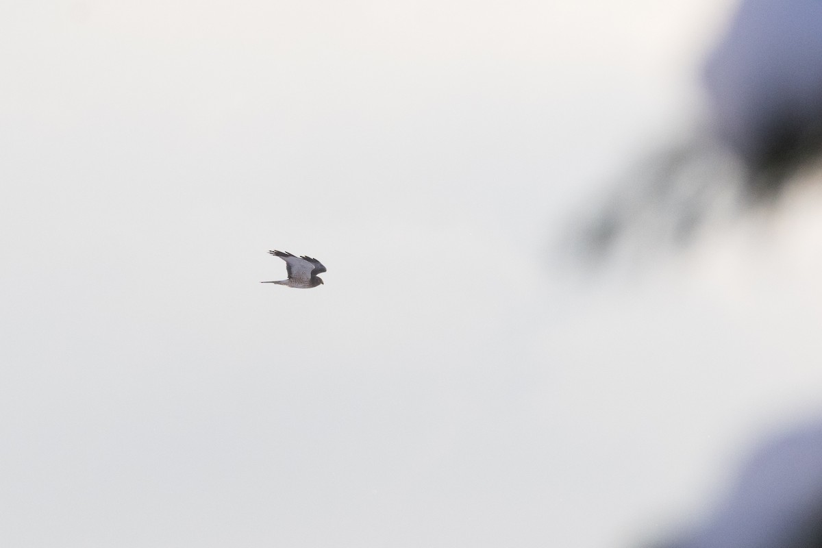 Hudsonweihe - ML647114176