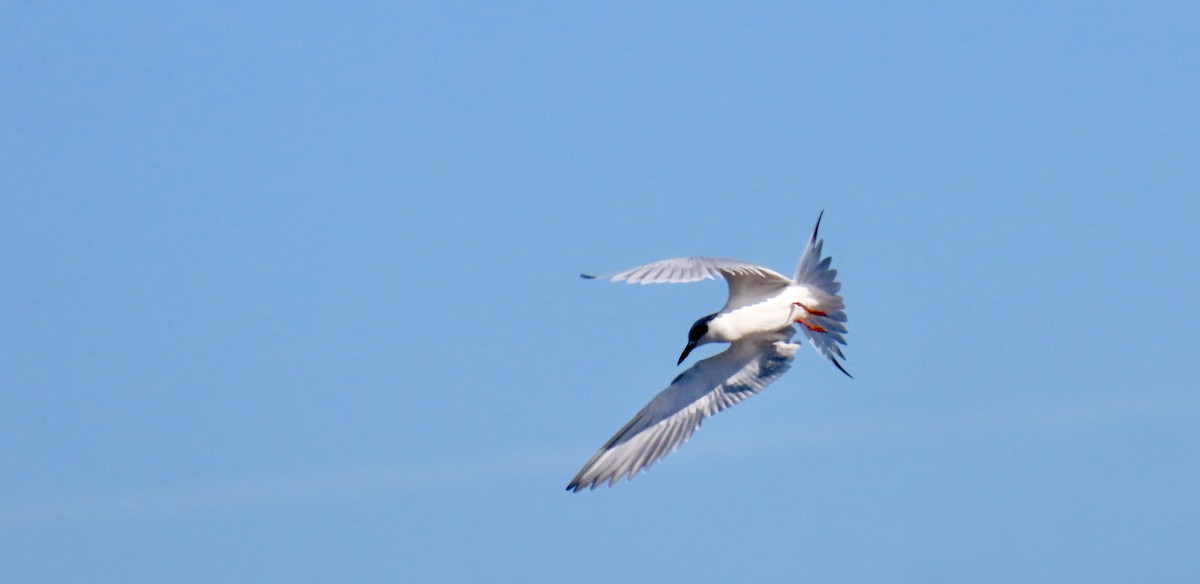 メリケンアジサシ - ML647114217