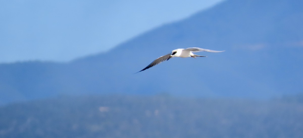 メリケンアジサシ - ML647114219