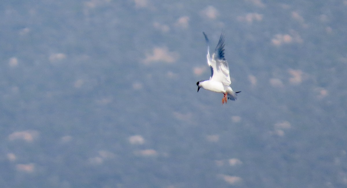 メリケンアジサシ - ML647114221