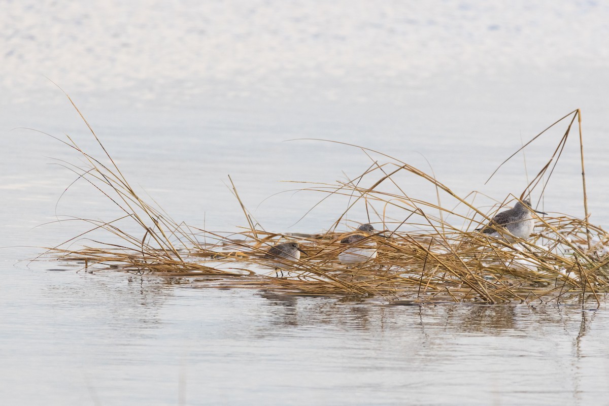 Alpenstrandläufer - ML647114260