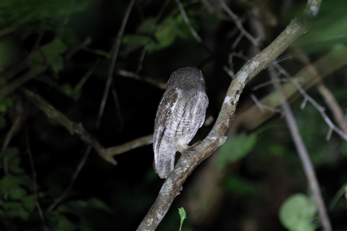 Middle American Screech-Owl - ML647114261