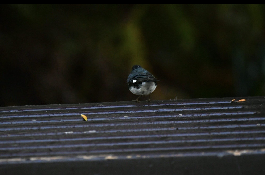 Black-throated Blue Warbler - ML647114263