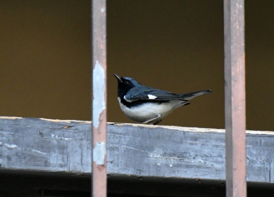 Black-throated Blue Warbler - ML647114264