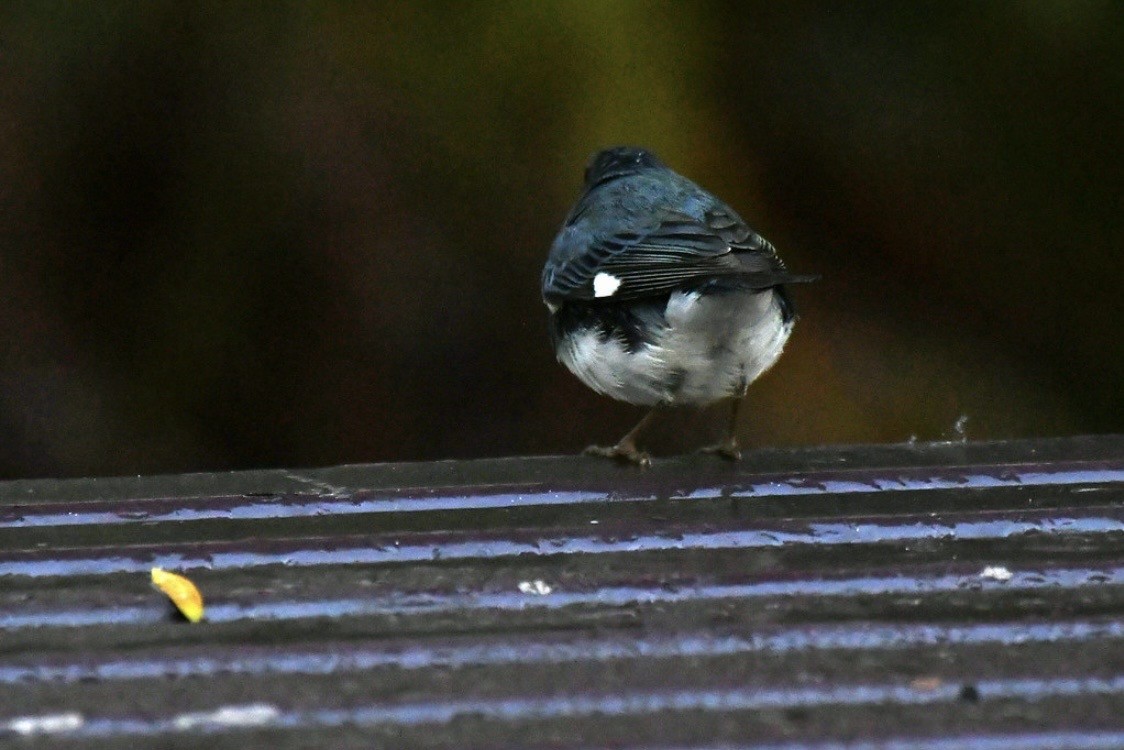 Black-throated Blue Warbler - ML647114265