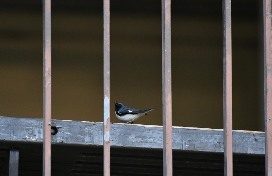 Black-throated Blue Warbler - ML647114266