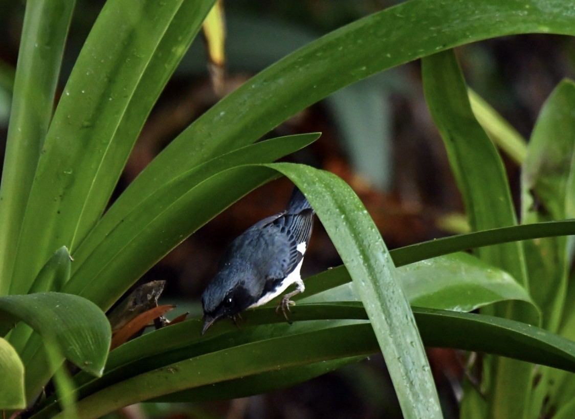 Black-throated Blue Warbler - ML647114267