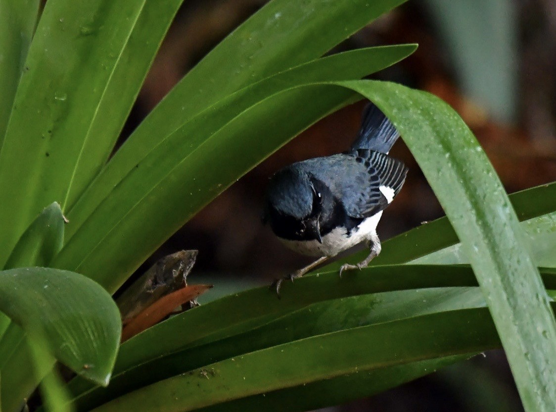 Black-throated Blue Warbler - ML647114268