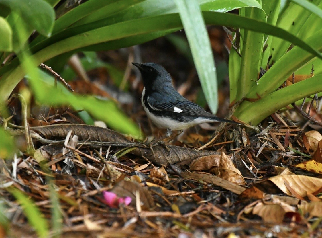 Black-throated Blue Warbler - ML647114269