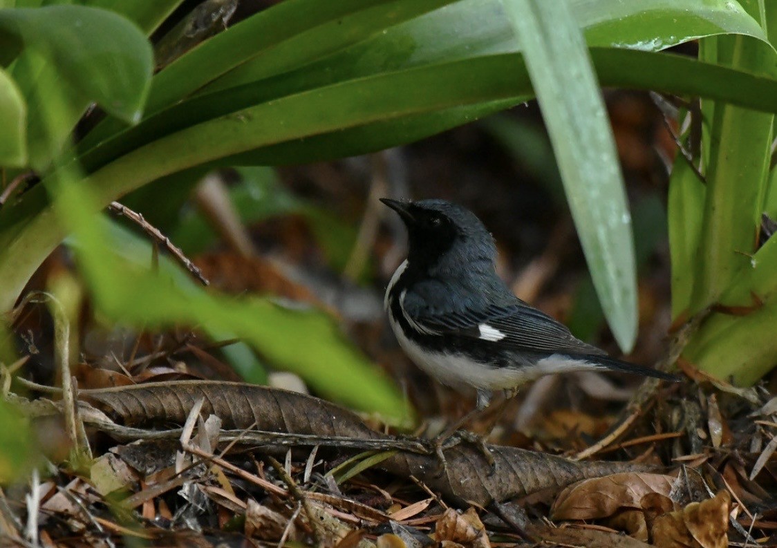 Black-throated Blue Warbler - ML647114270