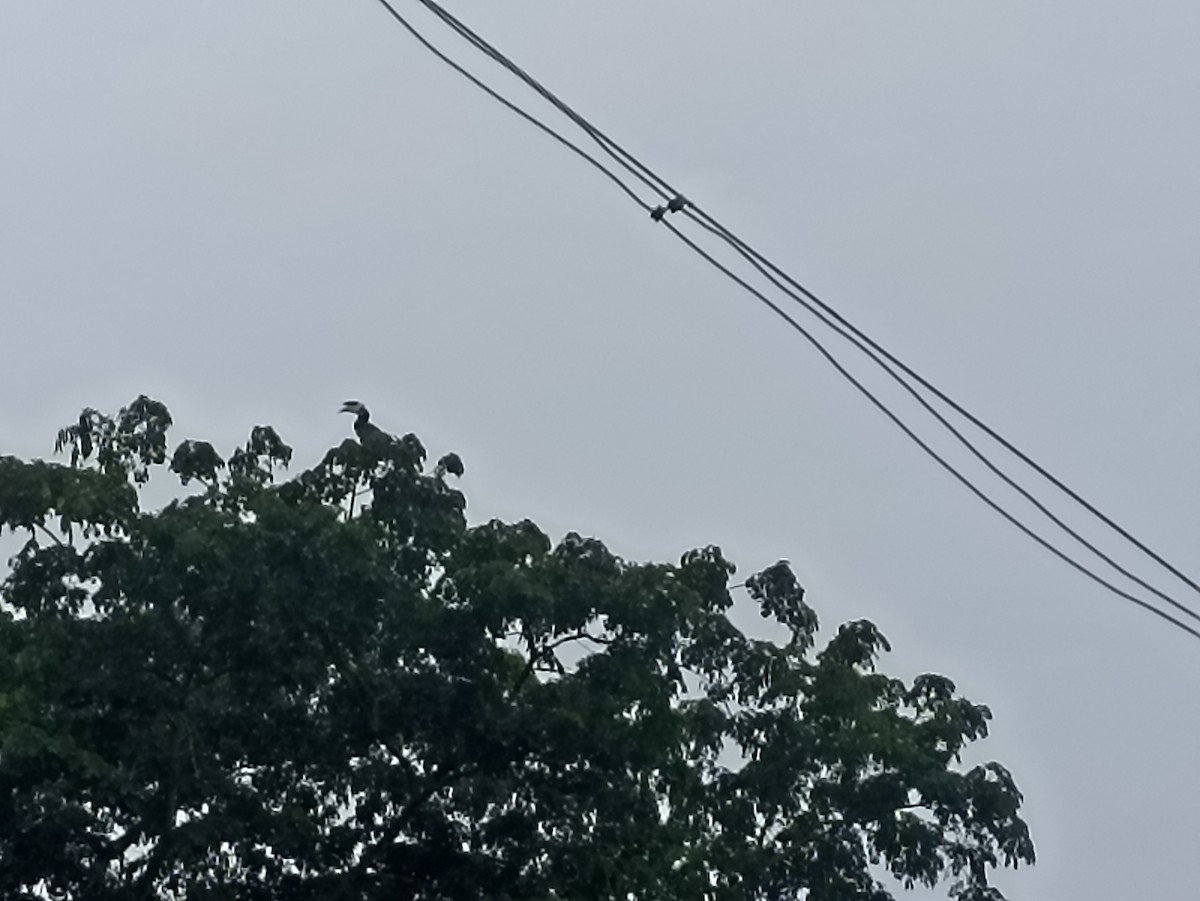 Cálao Coronado - ML647114273