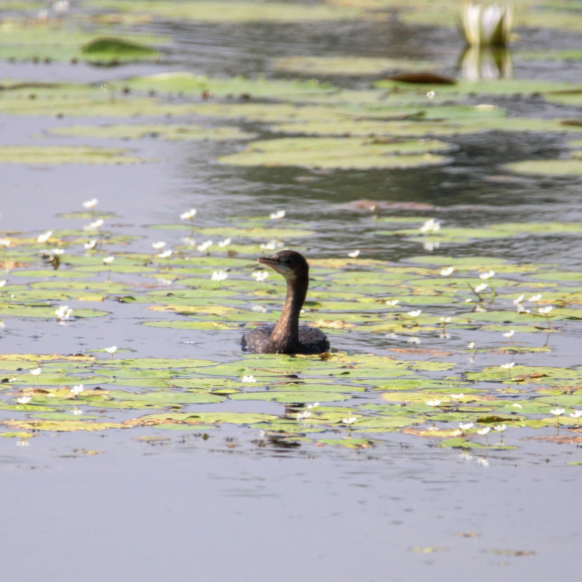 Хлопковый блестящий чирок - ML647114276