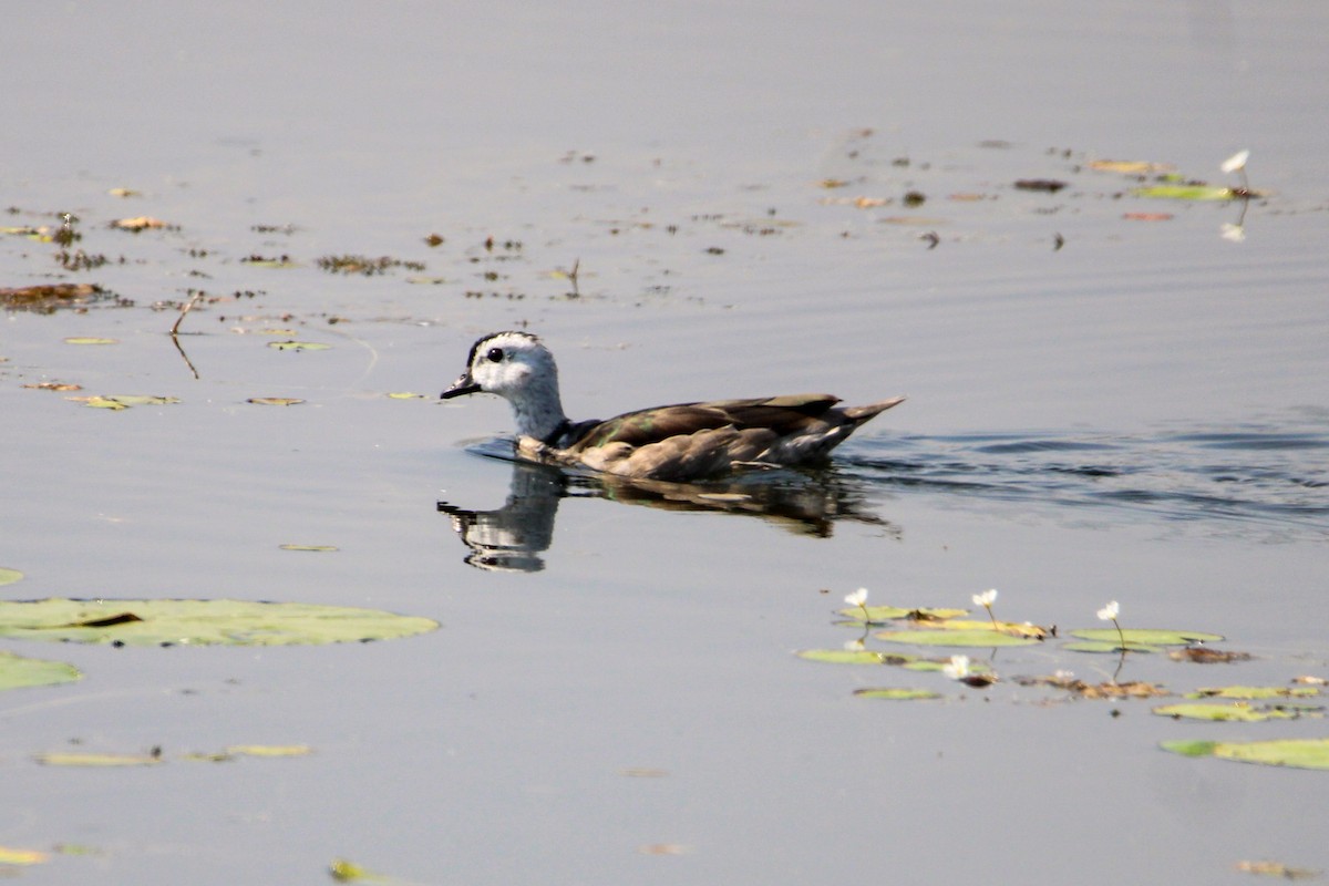 Хлопковый блестящий чирок - ML647114277