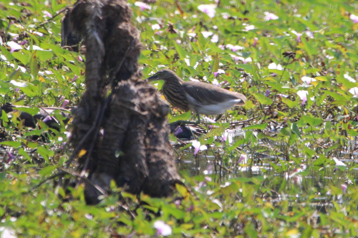 Хлопковый блестящий чирок - ML647114278