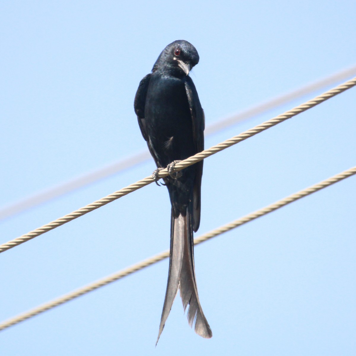 Black Drongo - ML647114279