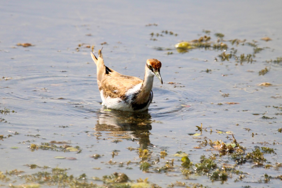 Хлопковый блестящий чирок - ML647114280