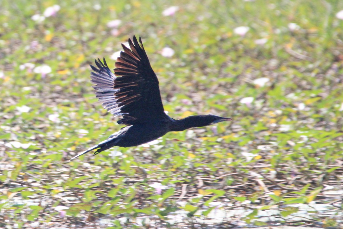 Хлопковый блестящий чирок - ML647114281