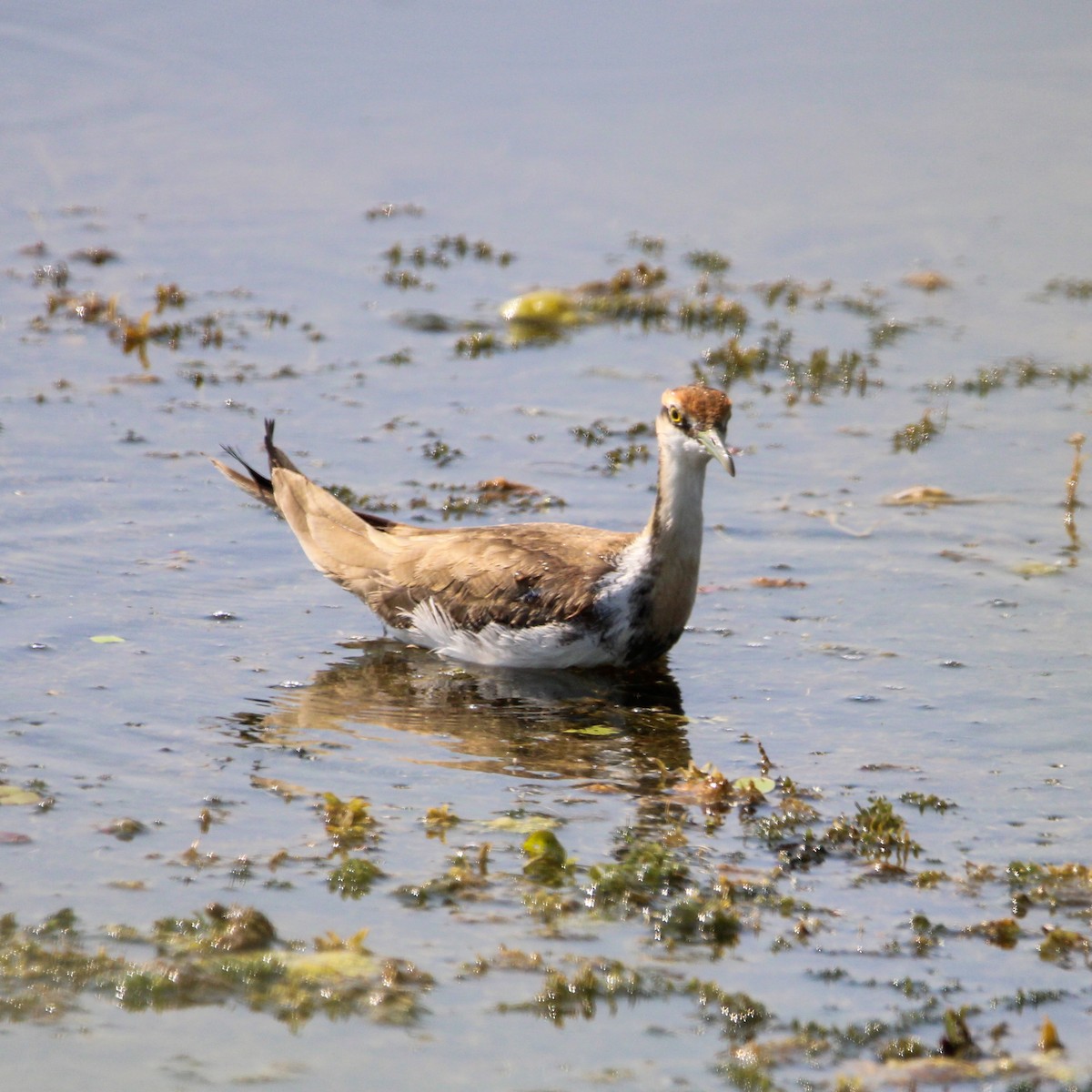 Хлопковый блестящий чирок - ML647114282