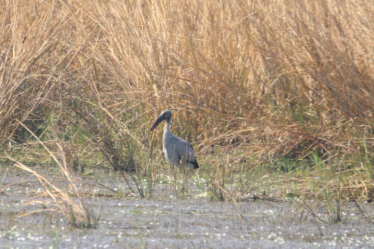 Хлопковый блестящий чирок - ML647114283