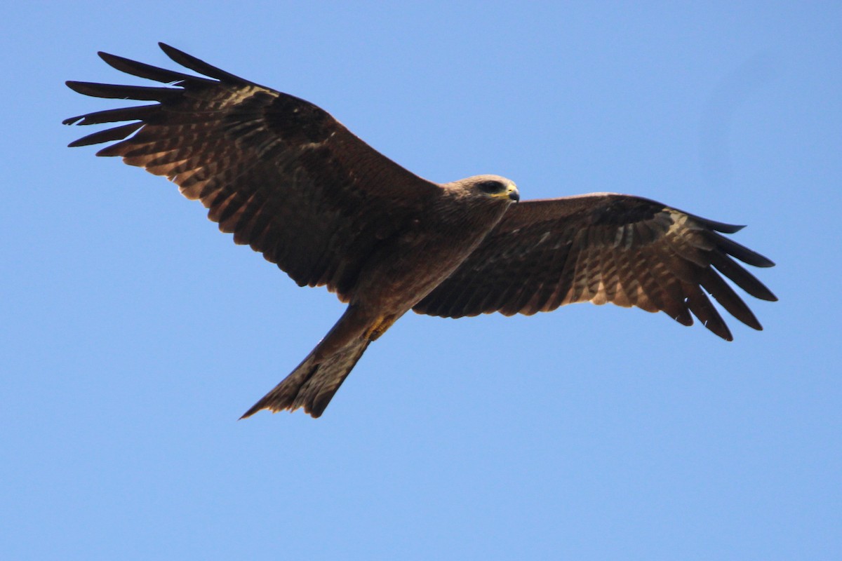 Хлопковый блестящий чирок - ML647114284