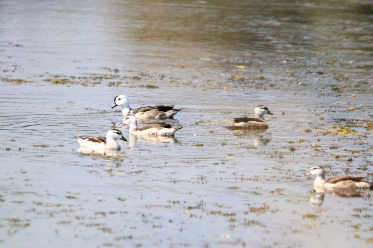 Хлопковый блестящий чирок - ML647114285