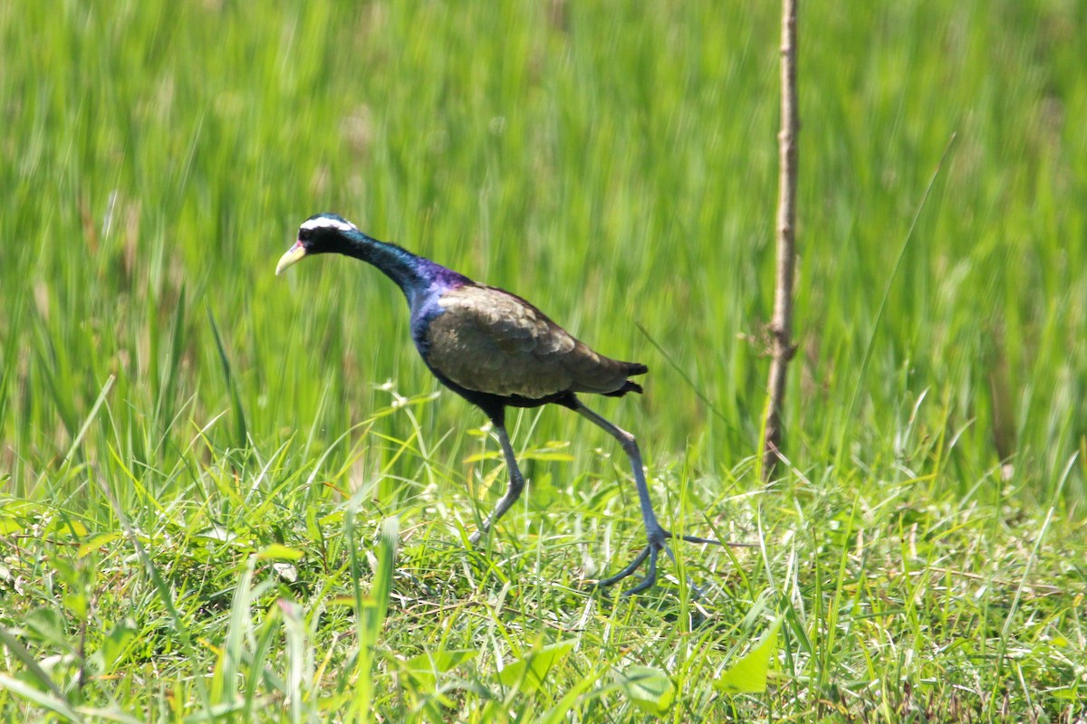 Хлопковый блестящий чирок - ML647114286