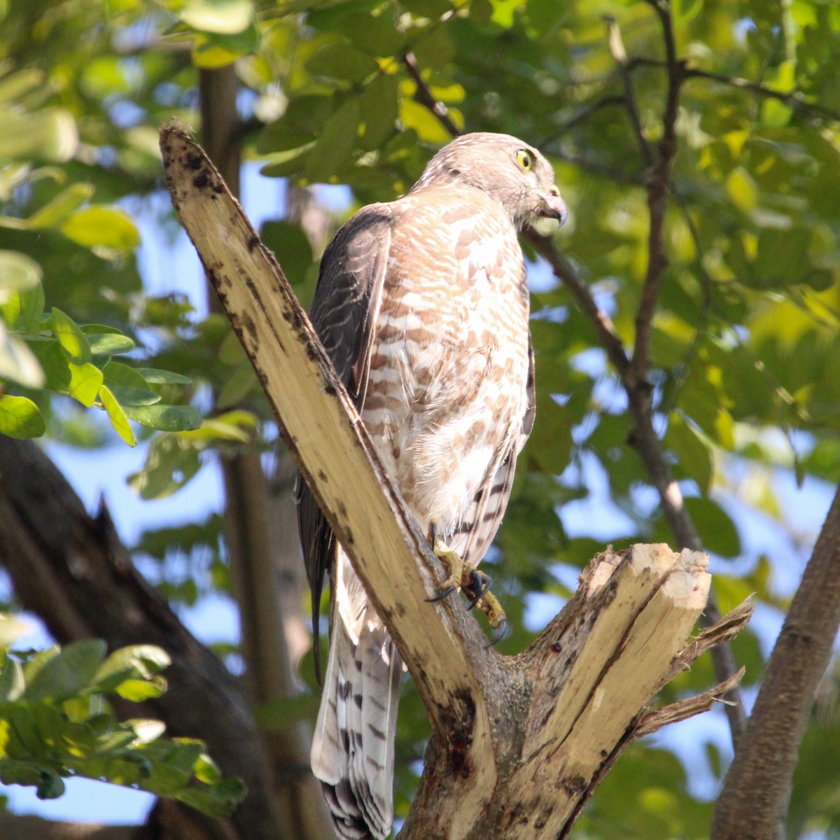 Хлопковый блестящий чирок - ML647114287