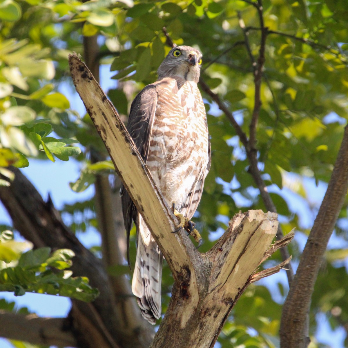 Хлопковый блестящий чирок - ML647114288