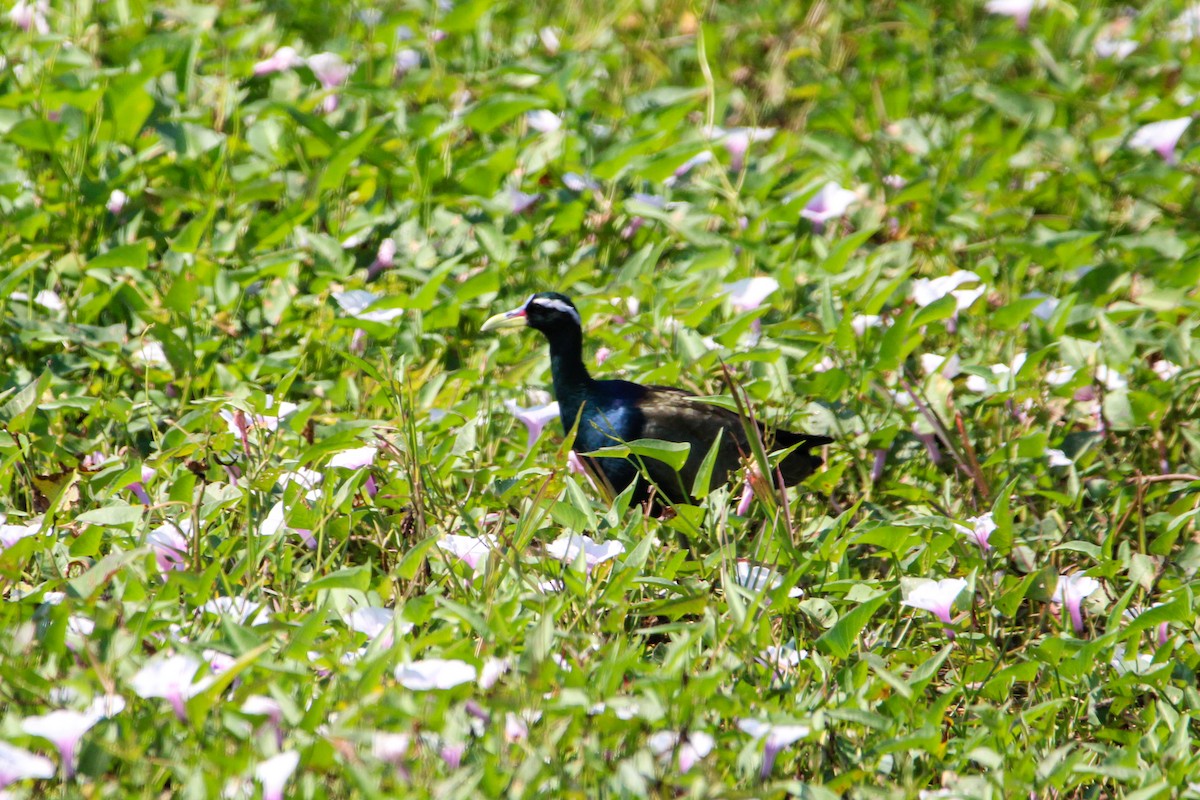 Хлопковый блестящий чирок - ML647114289