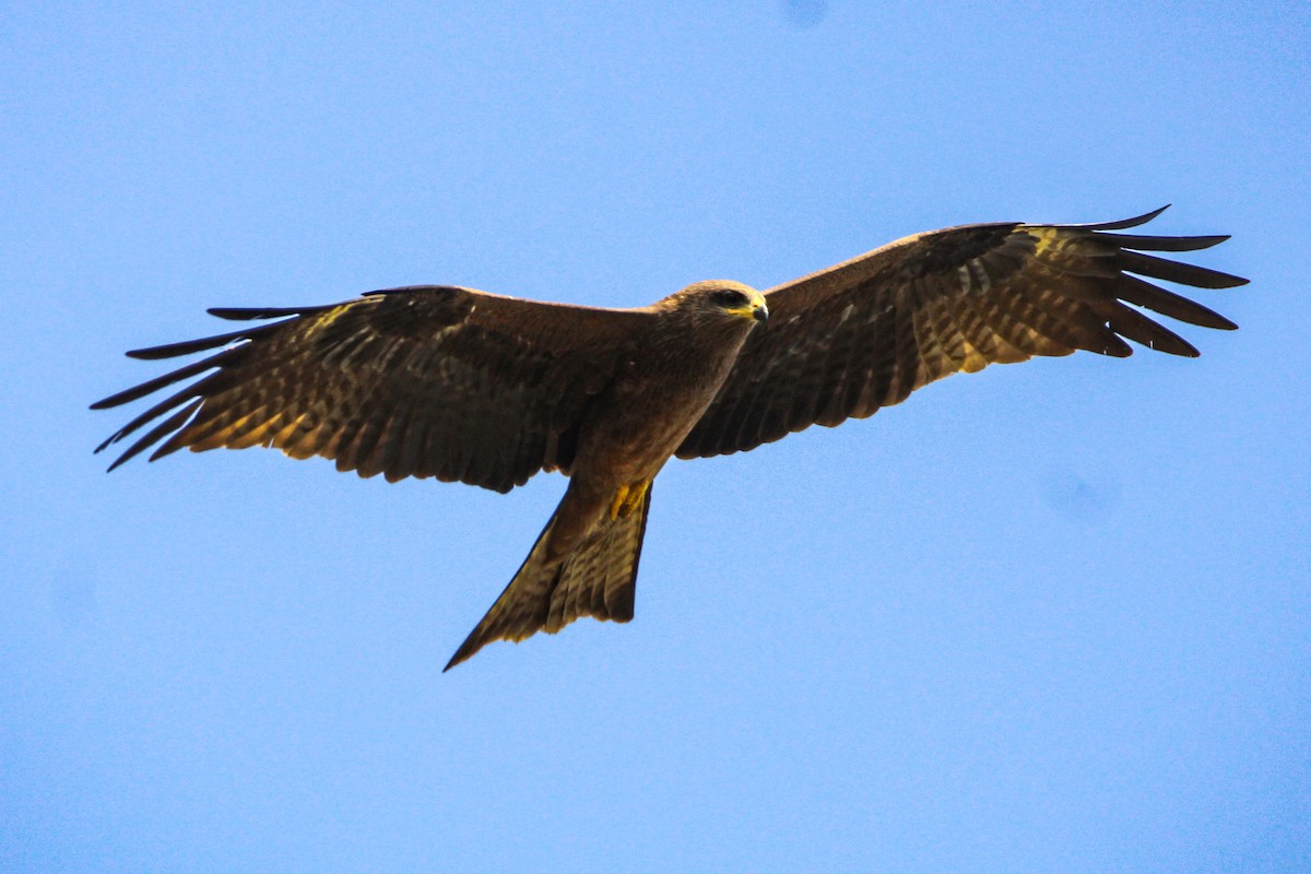 Хлопковый блестящий чирок - ML647114290