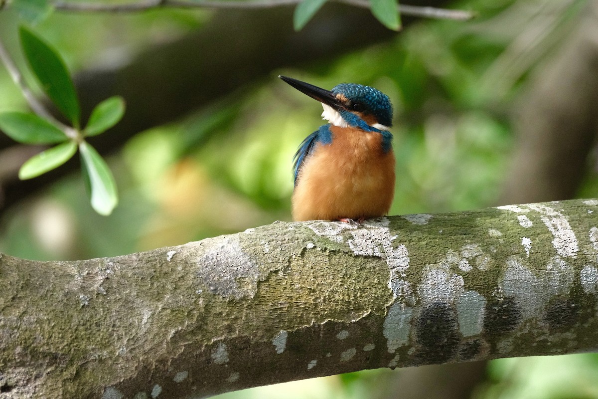 Зимородок - ML647114292