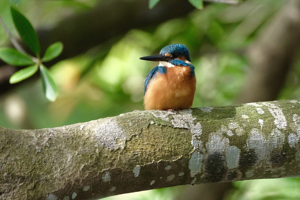 Зимородок - ML647114293