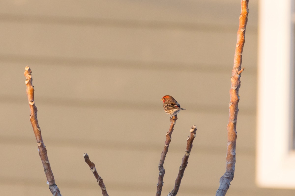 House Finch - ML647114294